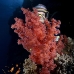 coral_soft_dae_ni_v_0801_egy2841.jpg